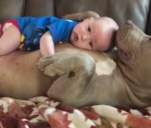 Dad’s Decision to Let His 1-Year-Old Nap with Pit Bull Sparks Debate recommended by    SLIM FIT Kardiologët: Shumë yndyrë në bark? Bëjeni këtë para gjumit! MËSO MË SHUMË