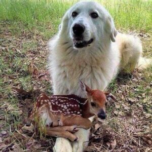 The Unlikely Friendships Between Dogs and Other Animals