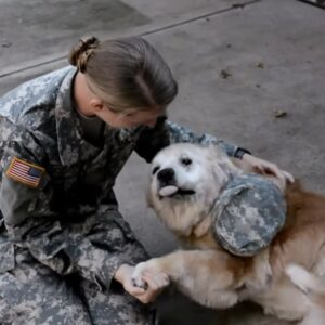 Senior dog overjoyed to reunite with soldier owner after months apart