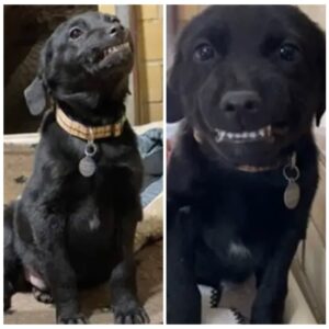 Puppy looking for home sits in shelter smiling at everyone walking by