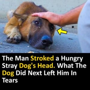 The Man Stroked a Hungry Stray Dog’s Head. What The Dog Did Next Left Him In Tears