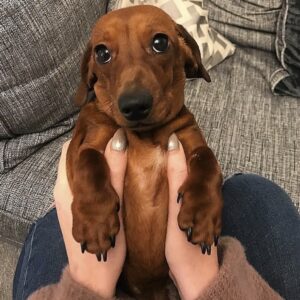 Who could say no to these sausage puppy dog eyes? 😍😭