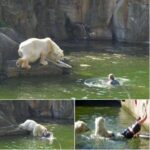 A 32-year-old woman was attacked by a polar bear after she jumped into their enclosure at the Berlin Zoo