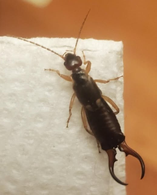 SOS! My 7-Year-Old Son Was Bitten by This