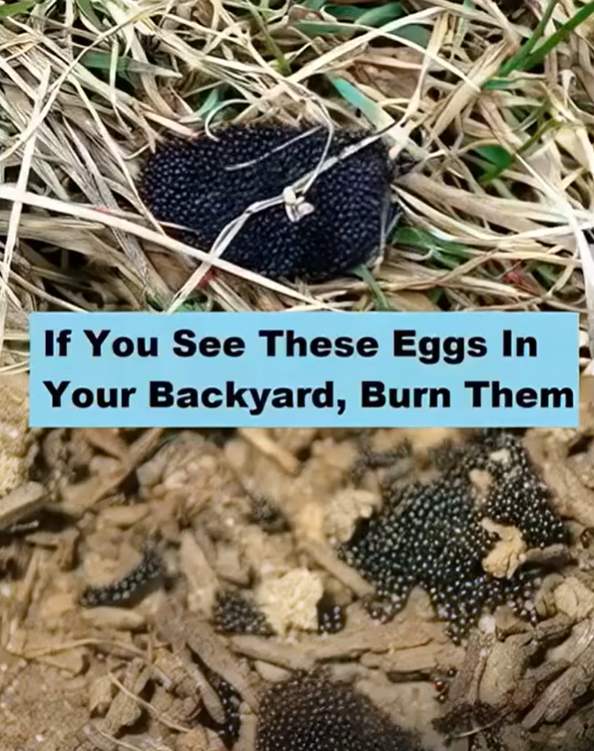If You See These Eggs In Your Backyard, Burn Them Immediately