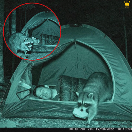 🚨 Wildlife Mystery in Yosemite Solved! 🚨